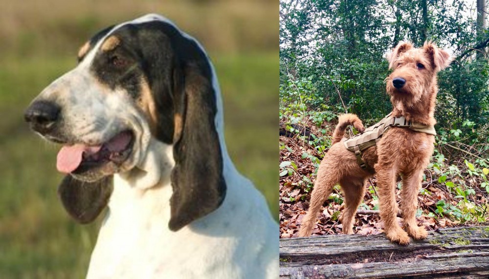 Irish Terrier vs Grand Gascon Saintongeois - Breed Comparison