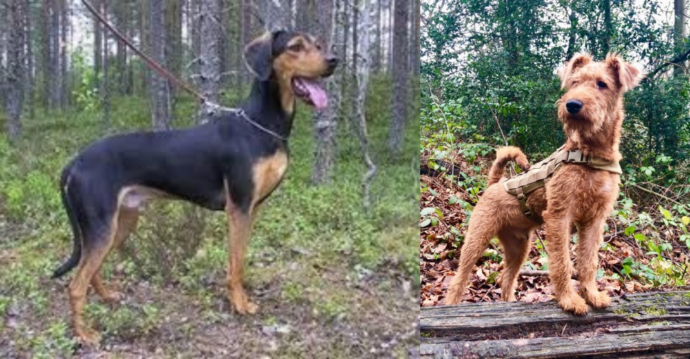 Irish Terrier vs Greek Harehound - Breed Comparison