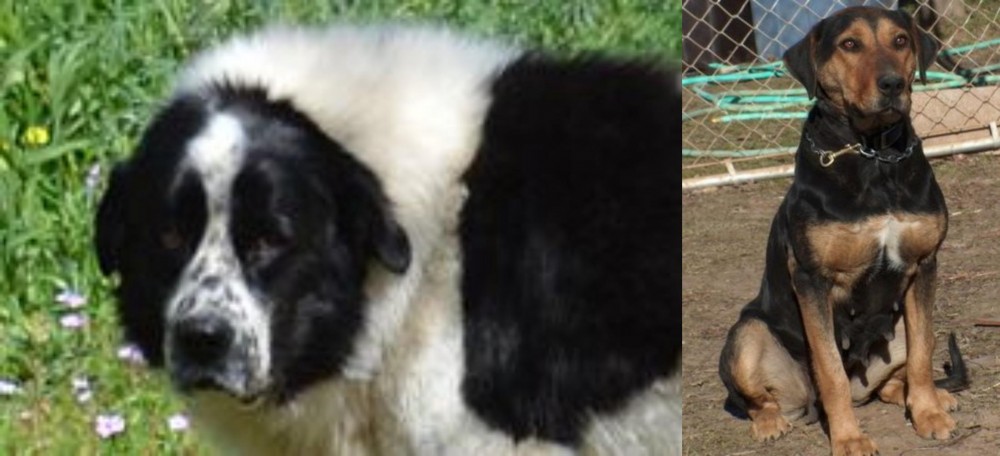 New Zealand Huntaway vs Greek Sheepdog - Breed Comparison