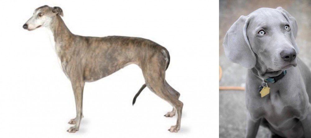 Weimaraner vs Greyhound - Breed Comparison