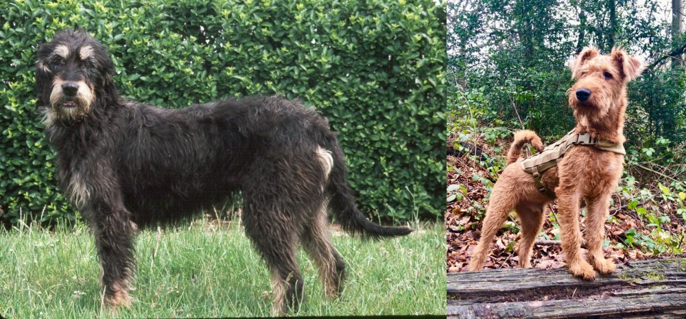 Irish Terrier vs Griffon Nivernais - Breed Comparison
