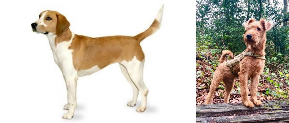 Irish Terrier vs Harrier - Breed Comparison