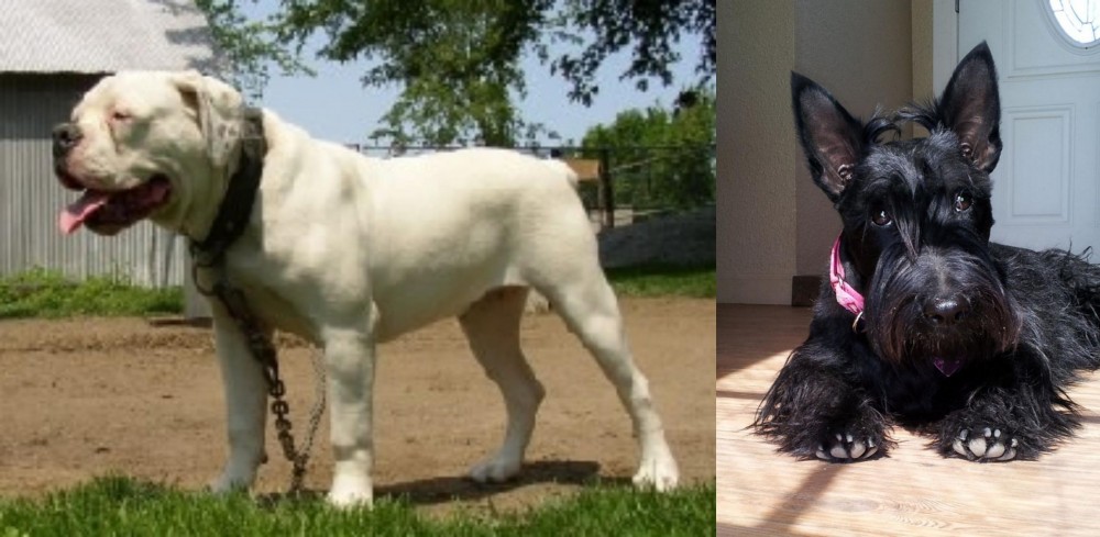 Scottish Terrier vs Hermes Bulldogge - Breed Comparison