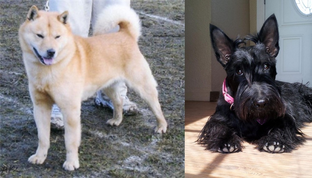 Scottish Terrier vs Hokkaido - Breed Comparison