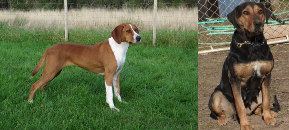 New Zealand Huntaway vs Hygenhund - Breed Comparison