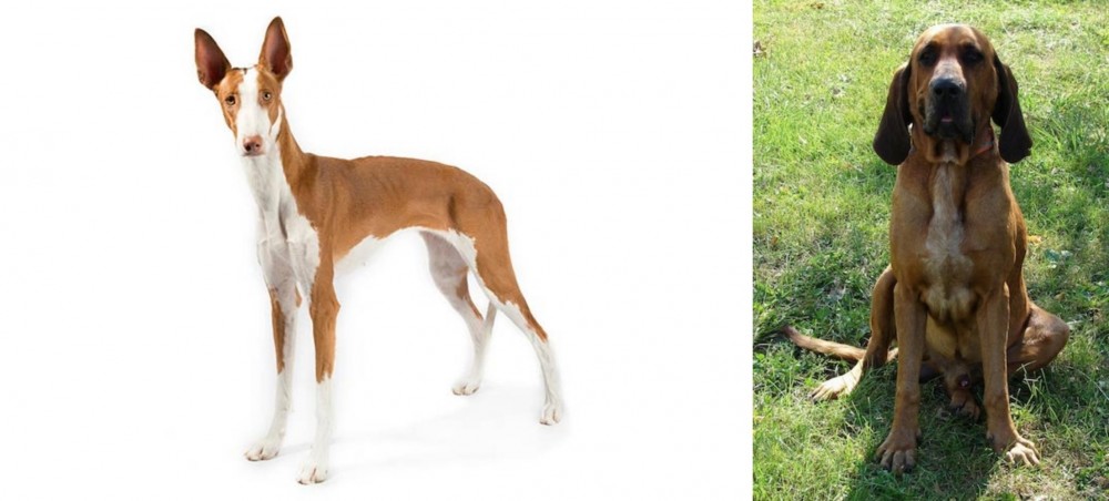 Ibizan Hound vs Majestic Tree Hound - Breed Comparison