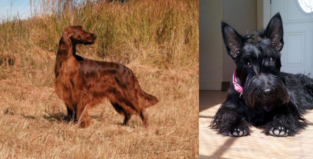 Scottish Terrier vs Irish Setter - Breed Comparison