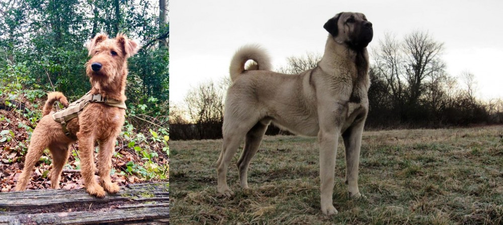 Kangal Dog vs Irish Terrier - Breed Comparison