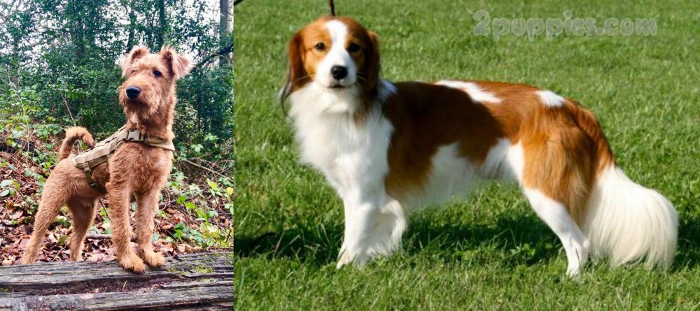 Kooikerhondje vs Irish Terrier - Breed Comparison