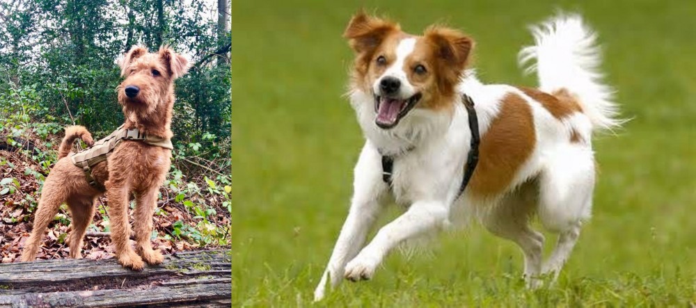 Kromfohrlander vs Irish Terrier - Breed Comparison