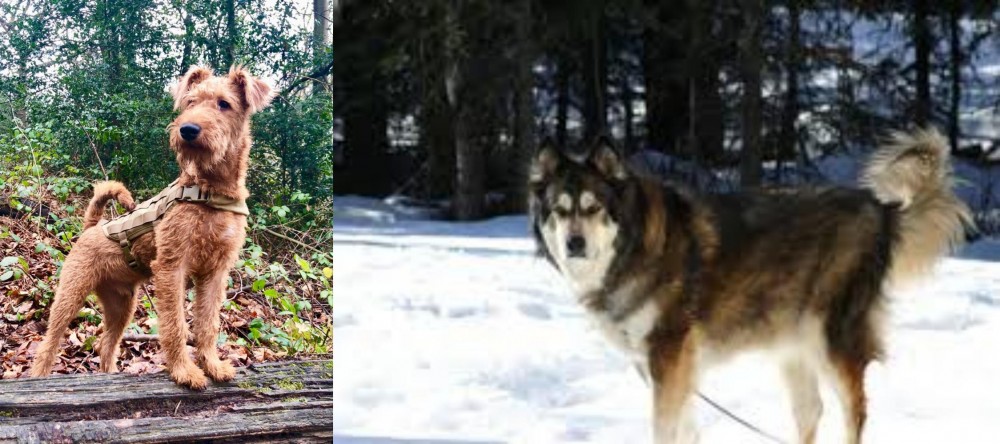 Mackenzie River Husky vs Irish Terrier - Breed Comparison