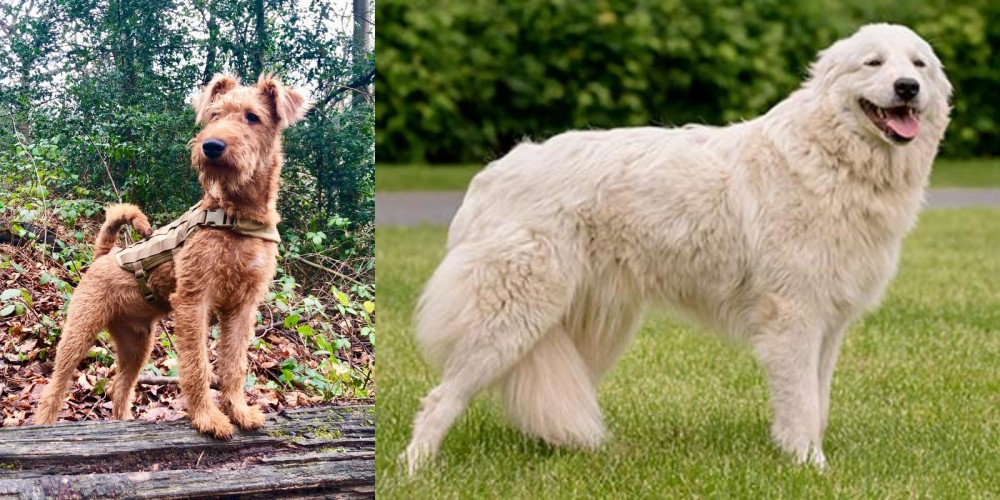 Maremma Sheepdog vs Irish Terrier - Breed Comparison