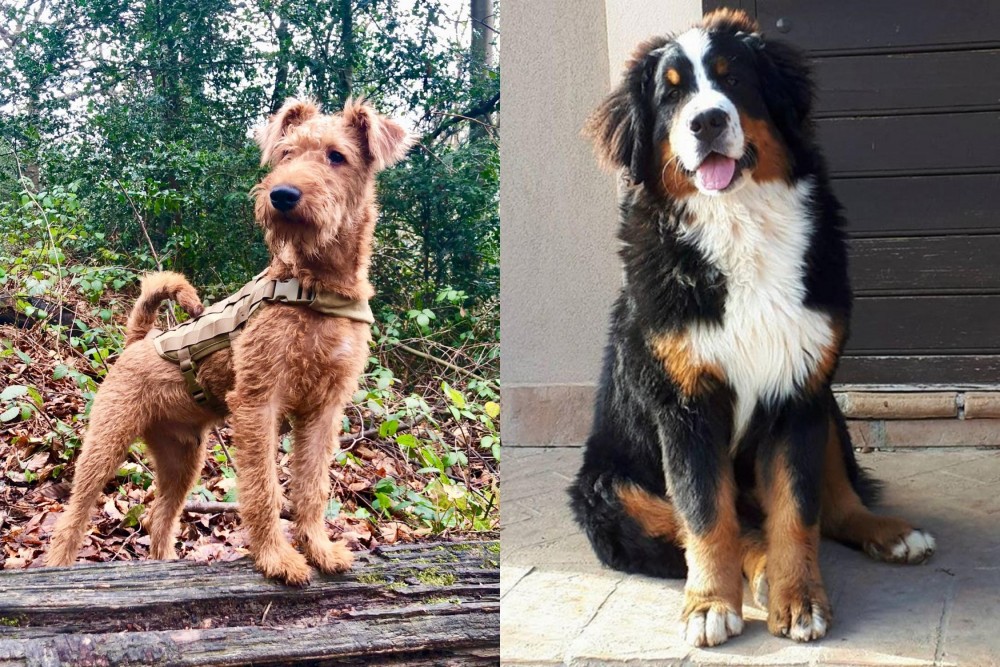 Mountain Burmese vs Irish Terrier - Breed Comparison