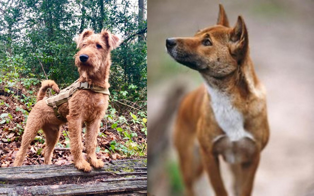 New Guinea Singing Dog vs Irish Terrier - Breed Comparison