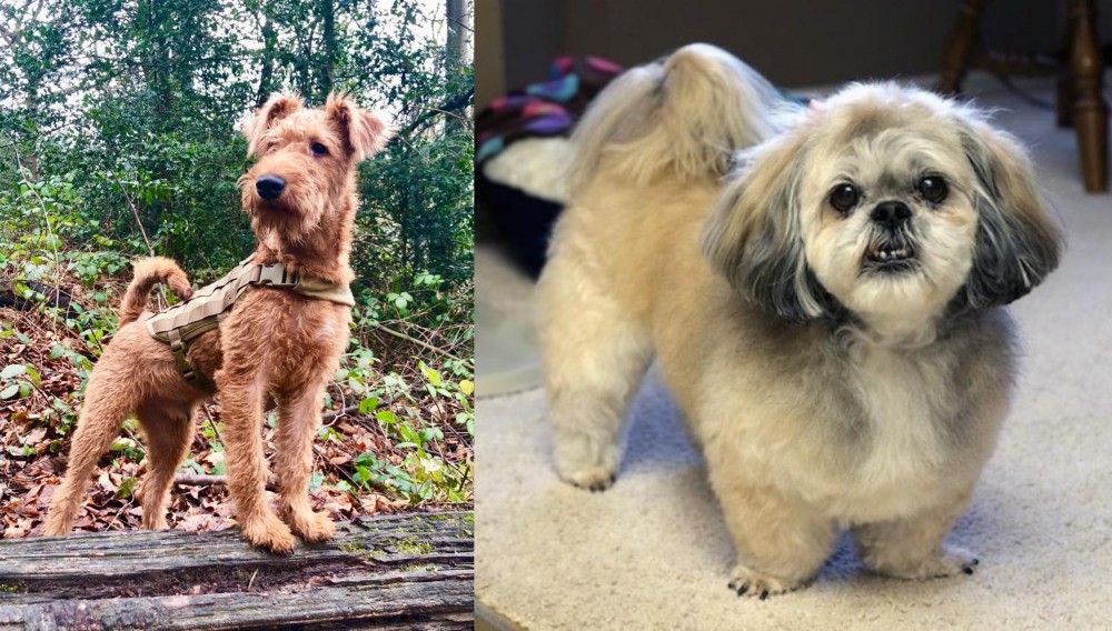 PekePoo vs Irish Terrier - Breed Comparison