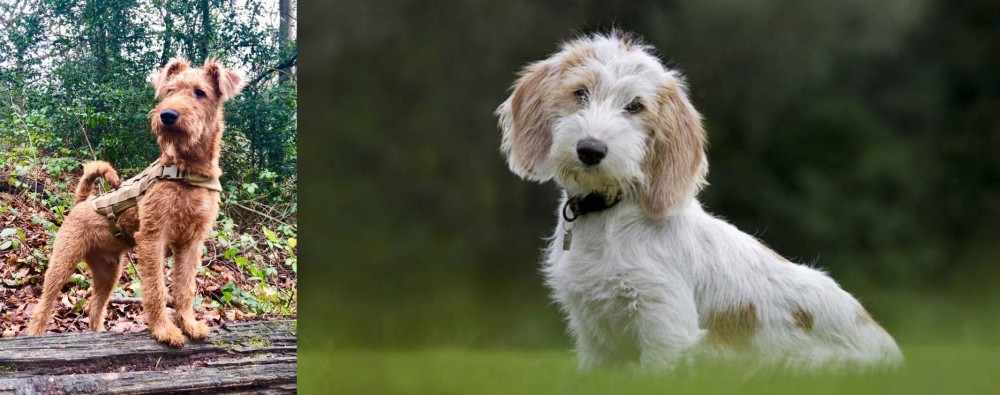 Petit Basset Griffon Vendeen vs Irish Terrier - Breed Comparison