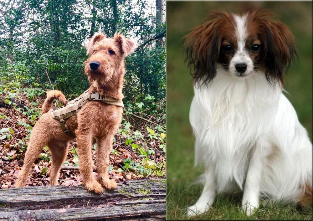 Phalene vs Irish Terrier - Breed Comparison