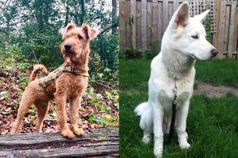 Phung San vs Irish Terrier - Breed Comparison
