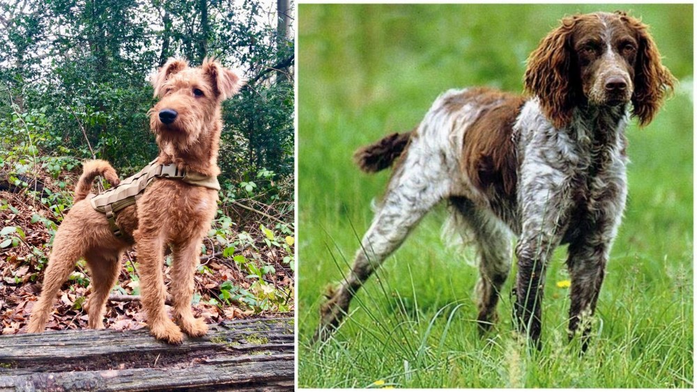 Pont-Audemer Spaniel vs Irish Terrier - Breed Comparison