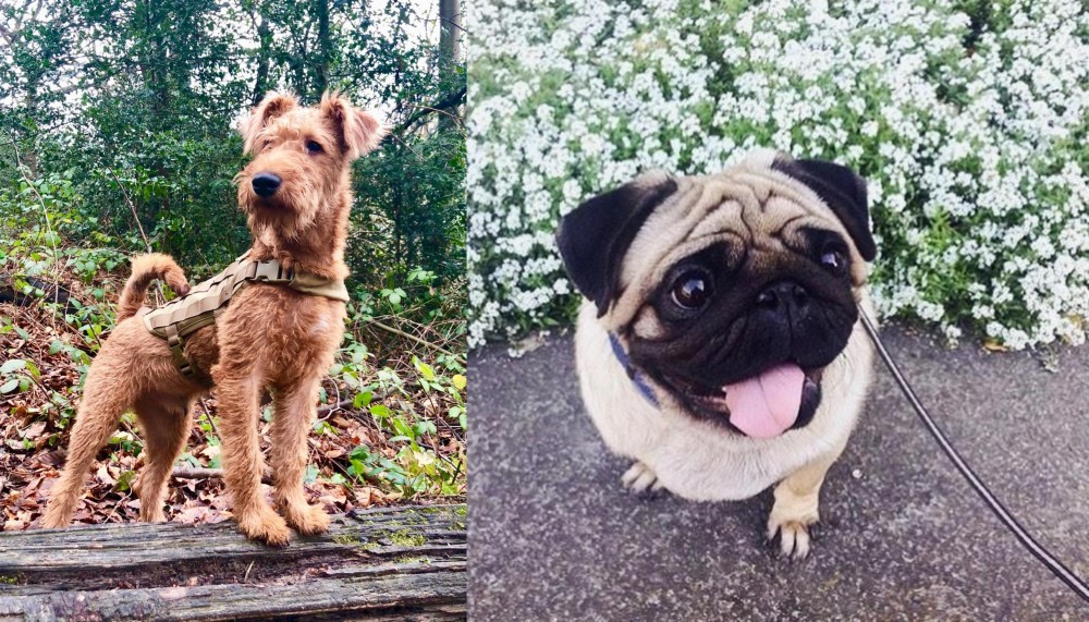 Pug vs Irish Terrier - Breed Comparison