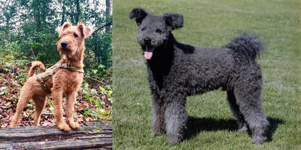 Pumi vs Irish Terrier - Breed Comparison