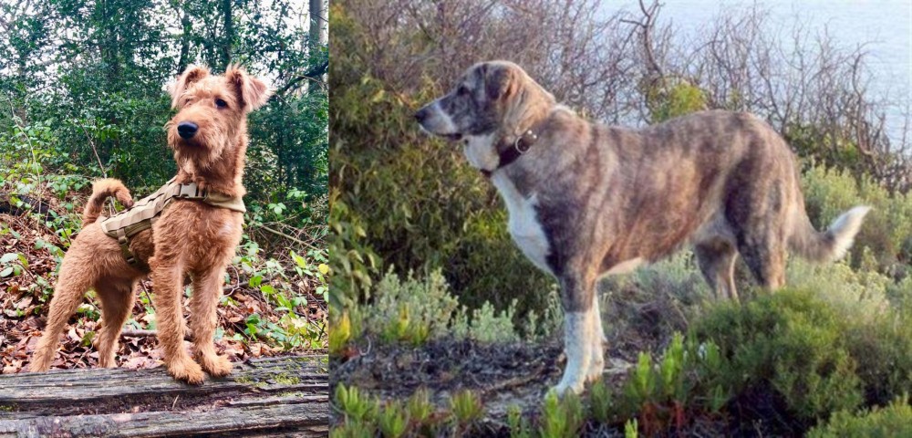 Rafeiro do Alentejo vs Irish Terrier - Breed Comparison