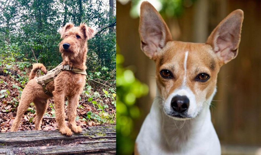 Rat Terrier vs Irish Terrier - Breed Comparison