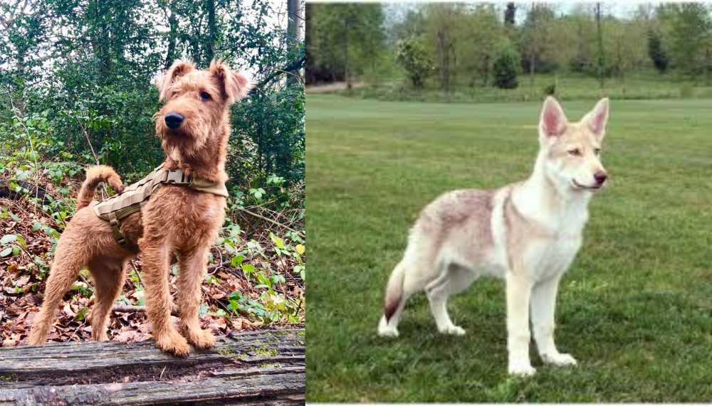 Saarlooswolfhond vs Irish Terrier - Breed Comparison