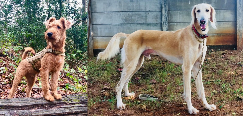Saluki vs Irish Terrier - Breed Comparison