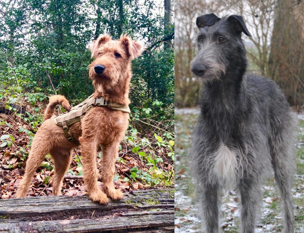 Scottish Deerhound vs Irish Terrier - Breed Comparison