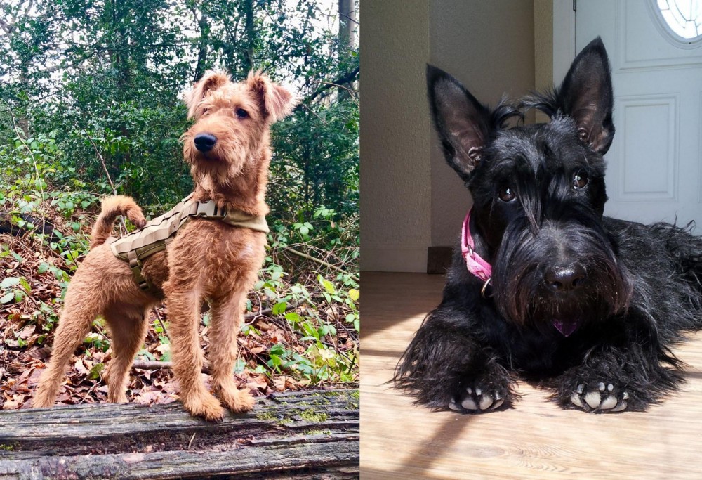 Scottish Terrier vs Irish Terrier - Breed Comparison