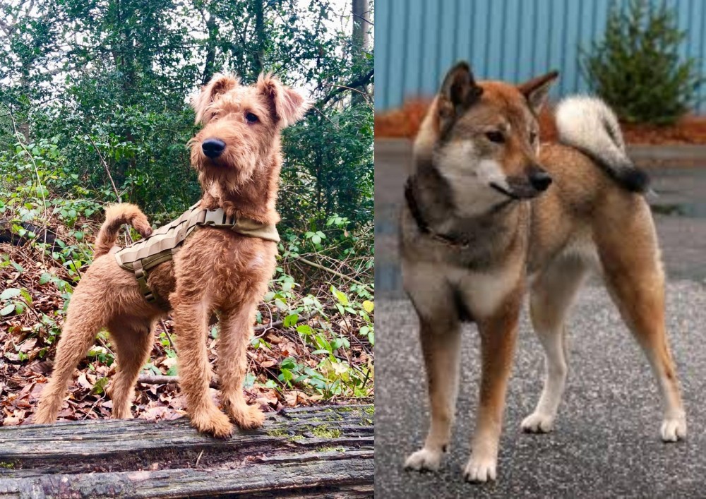 Shikoku vs Irish Terrier - Breed Comparison