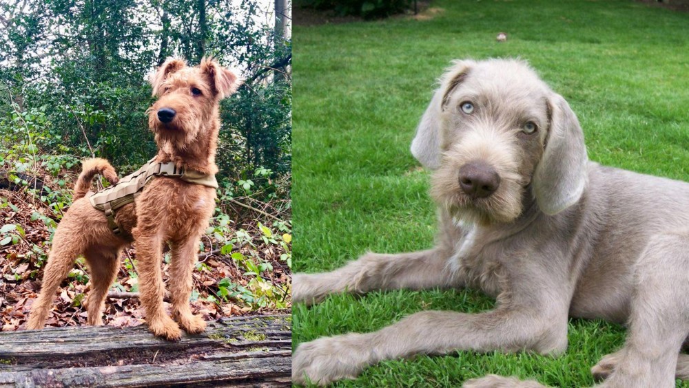 Slovakian Rough Haired Pointer vs Irish Terrier - Breed Comparison