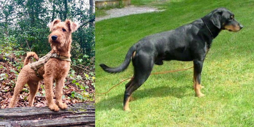 Smalandsstovare vs Irish Terrier - Breed Comparison