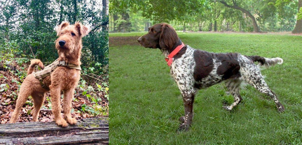 Small Munsterlander vs Irish Terrier - Breed Comparison