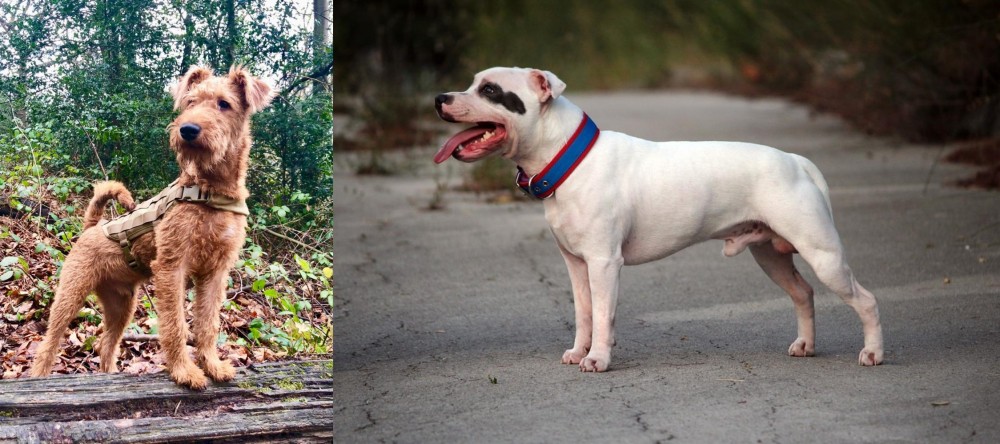 Staffordshire Bull Terrier vs Irish Terrier - Breed Comparison