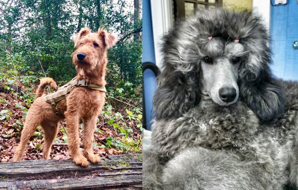 Standard Poodle vs Irish Terrier - Breed Comparison