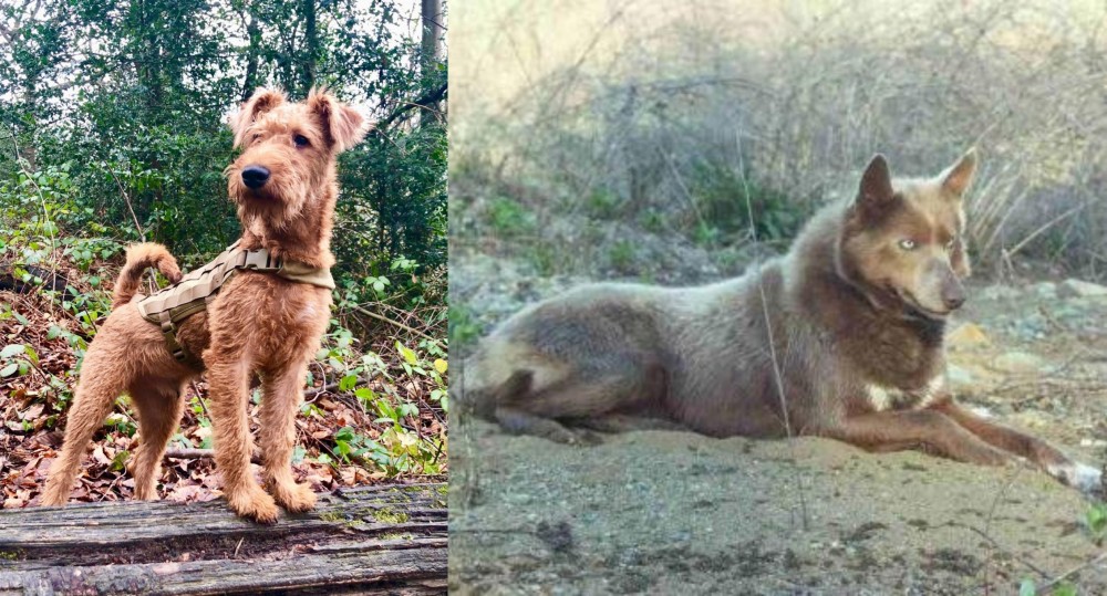 Tahltan Bear Dog vs Irish Terrier - Breed Comparison