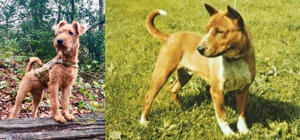 Telomian vs Irish Terrier - Breed Comparison