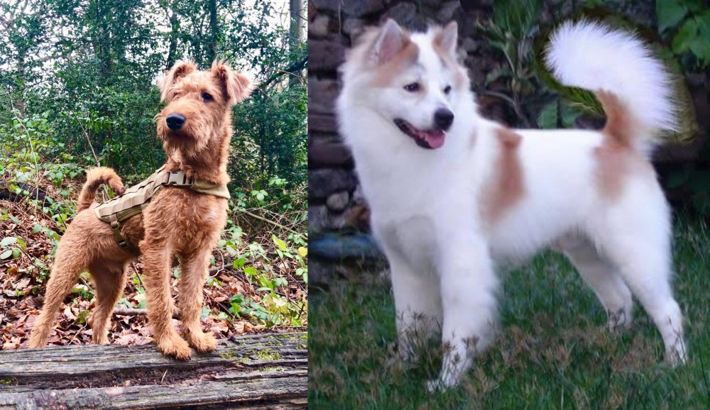 Thai Bangkaew vs Irish Terrier - Breed Comparison