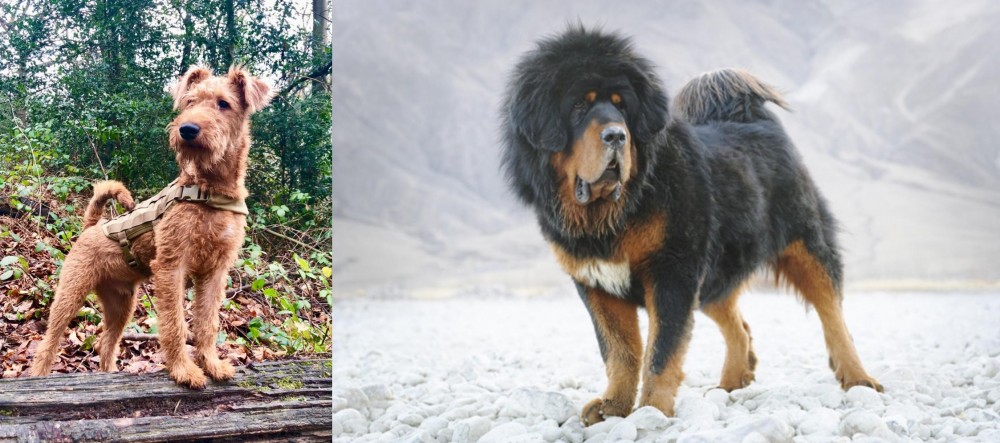 Tibetan Mastiff vs Irish Terrier - Breed Comparison