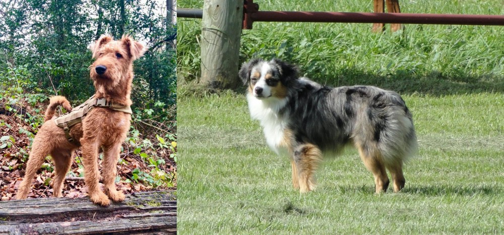Toy Australian Shepherd vs Irish Terrier - Breed Comparison