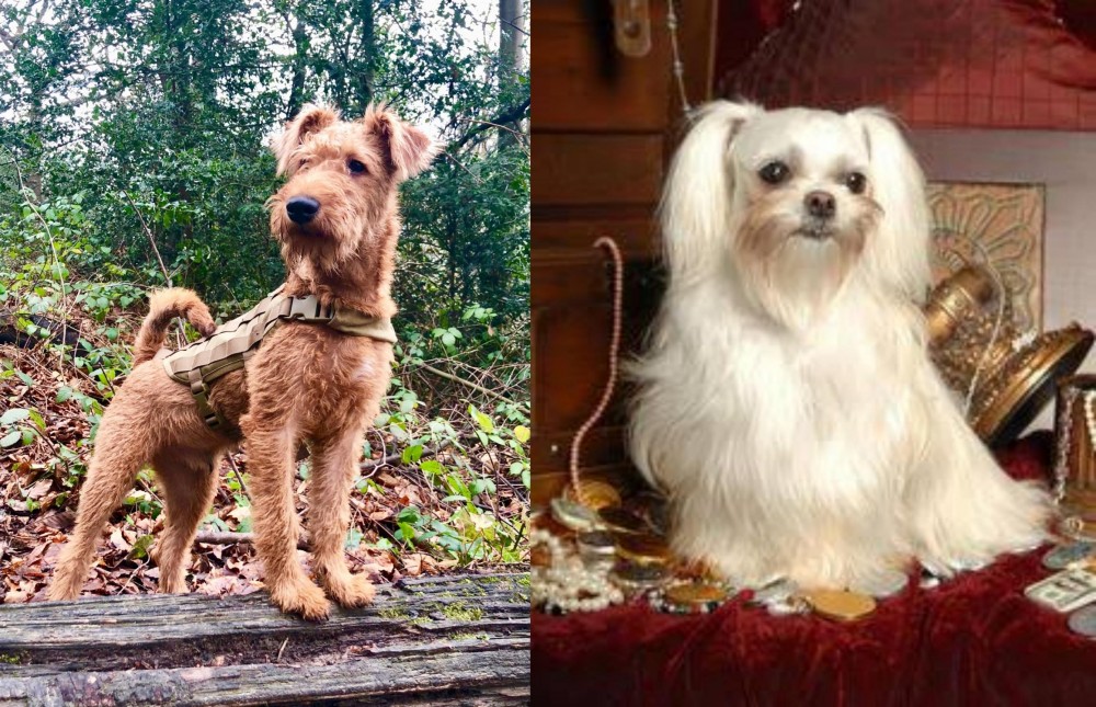 Toy Mi-Ki vs Irish Terrier - Breed Comparison