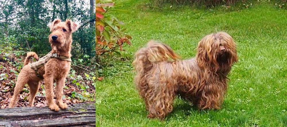 Tsvetnaya Bolonka vs Irish Terrier - Breed Comparison