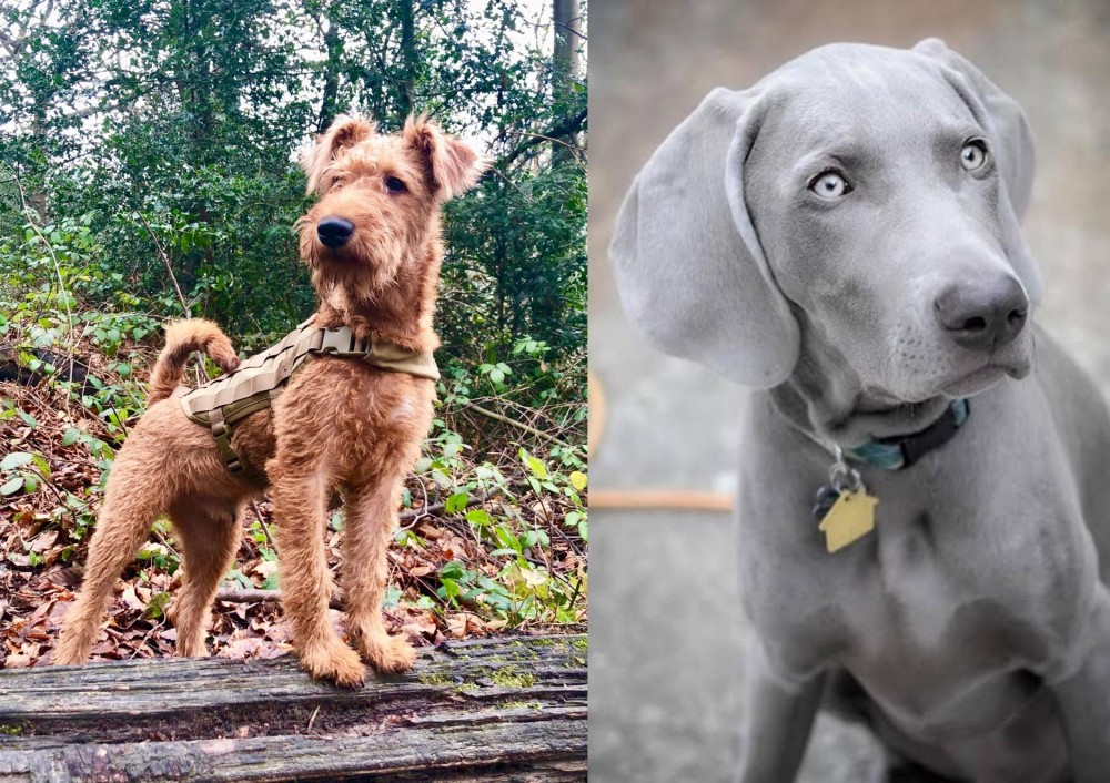 Weimaraner vs Irish Terrier - Breed Comparison