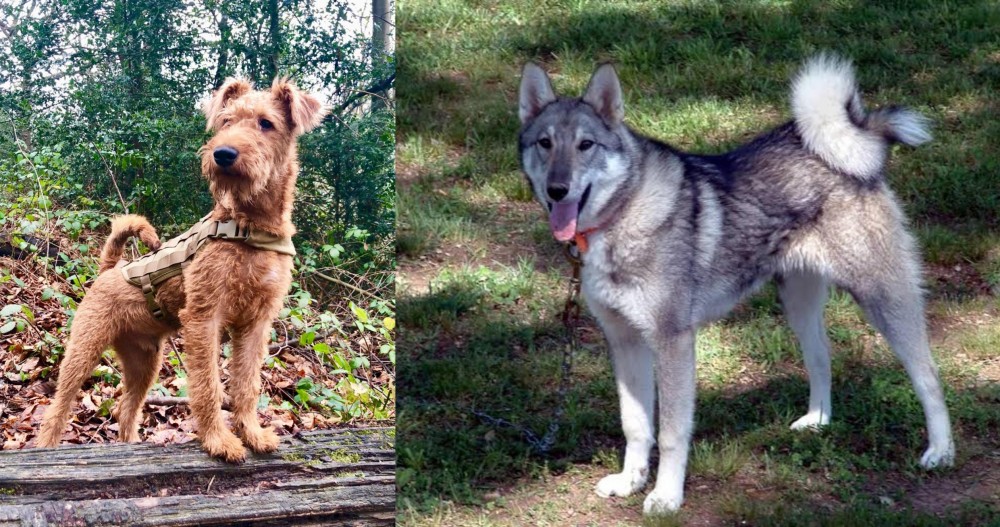 West Siberian Laika vs Irish Terrier - Breed Comparison