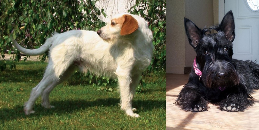 Scottish Terrier vs Istarski Ostrodlaki Gonic - Breed Comparison