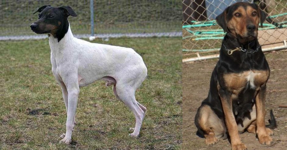 New Zealand Huntaway vs Japanese Terrier - Breed Comparison