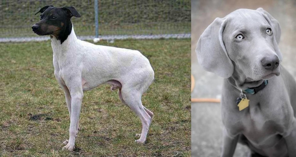 Weimaraner vs Japanese Terrier - Breed Comparison