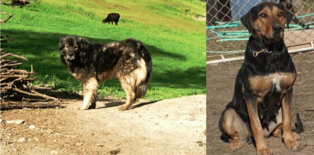New Zealand Huntaway vs Kars Dog - Breed Comparison